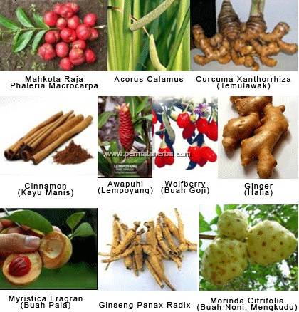 khasiat kopi mahkota dewa